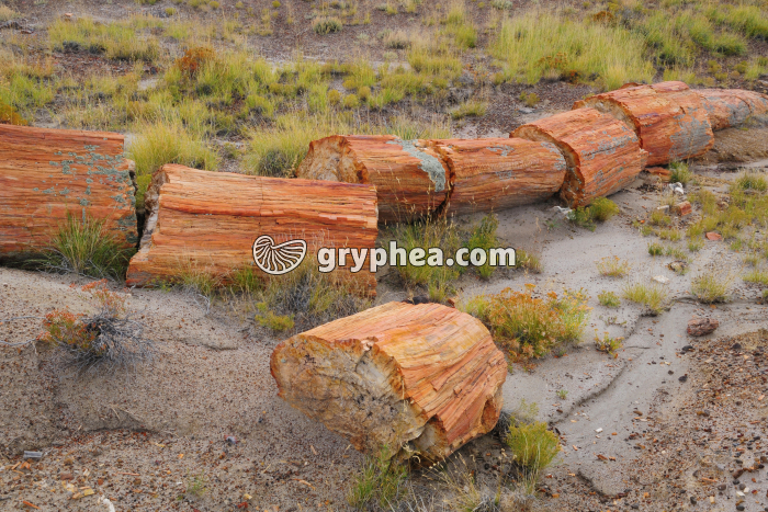 Tronc pétrifié (Petrified forest, AZ) - gryphea.com